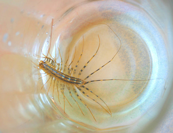Sterling Silver House Centipede Bangle Bracelet β Handmade Insect Jewelry for Bug Lovers, Entomologists, & Nature Fans