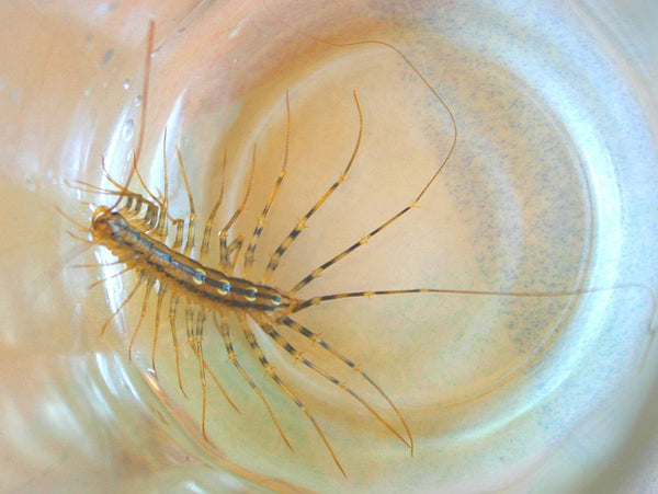 House Centipede Insect Double Ring in Sterling Silver