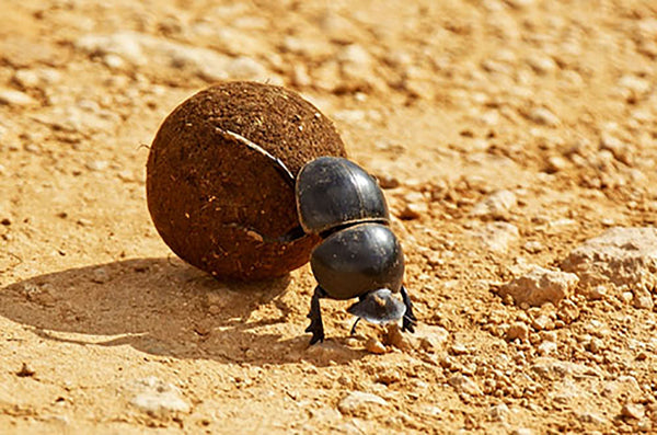Brass Scarab Beetle Earrings with Gold Filled Ball Post Earrings and Earring Backs